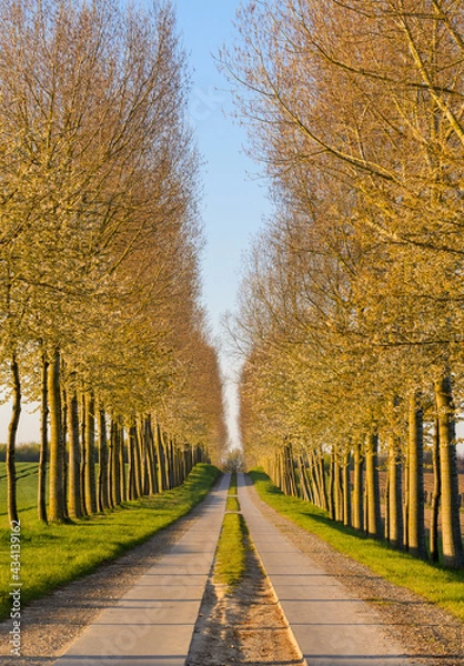 Obraz Trees beginning to bloom at sunrise follow a rustic road.