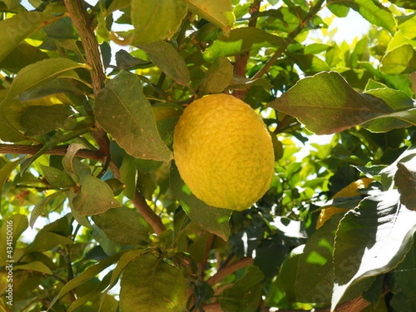 Obraz lemon tree