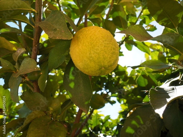 Obraz lemon tree