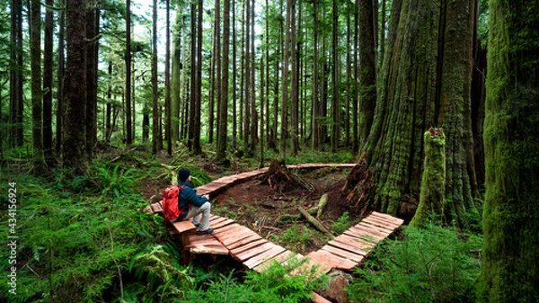 Fototapeta Tourist in the Eden Grove, Port Renfrew, Vancouver Island, BC Canada