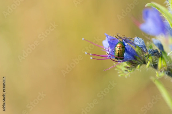 Obraz golden bug on plant
