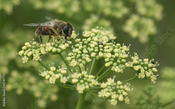 Fototapeta L'abeille