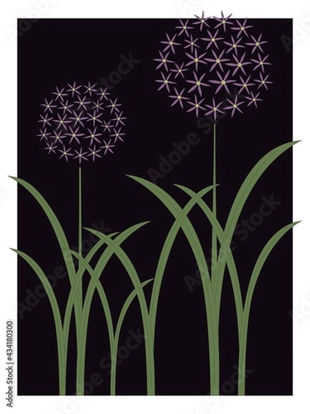 Obraz Allium garden spring flower