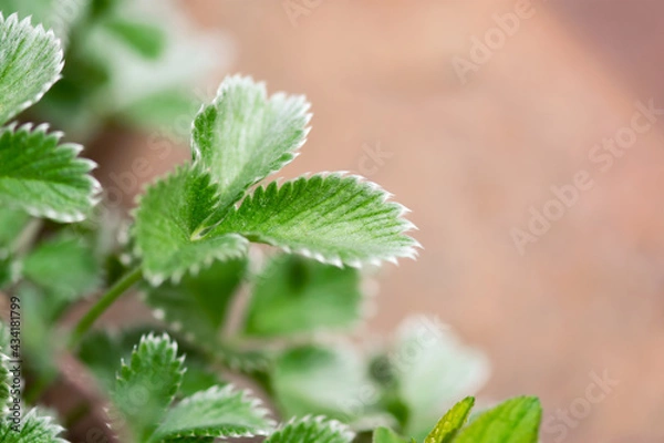 Obraz Fuzzy Strawberry Leaf