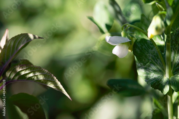 Obraz White Pea Flower