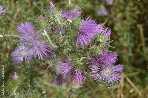 Fototapeta Texturas de la naturaleza