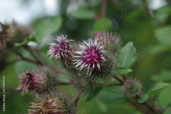 Fototapeta kwiat łopianu  (Arctium ) 