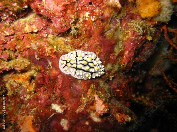 Fototapeta Nudibranch