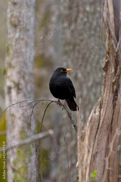 Fototapeta close up front view of attentive  facing right thrush sitting on tree branch in deciduous forest in the evening