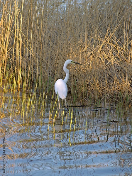 Obraz Great egret facing to the right in the yellow rays of the sunset light and shadows from lake vegetation, stands in the water in yellow reed thickets on a spring evening