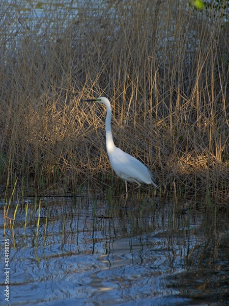 Fototapeta white Great Egret looks to the left in the orange sunset light, stands in the water in the yellow reed thickets on a spring evening