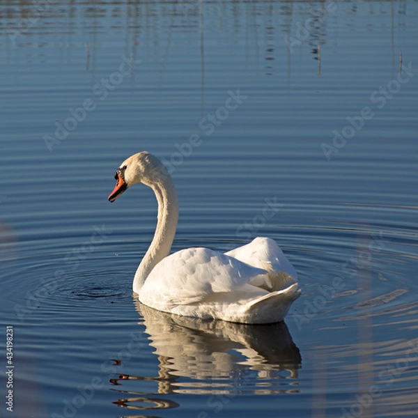 Obraz close-up of a lonely white swan with water droplets on its body, a red beak, neck and head in the orange sunsetting rays on the left side. proud swan turned its head to the left and swims in the dark 