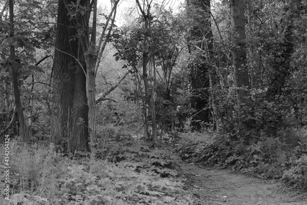 Obraz on the path into the undergrowth