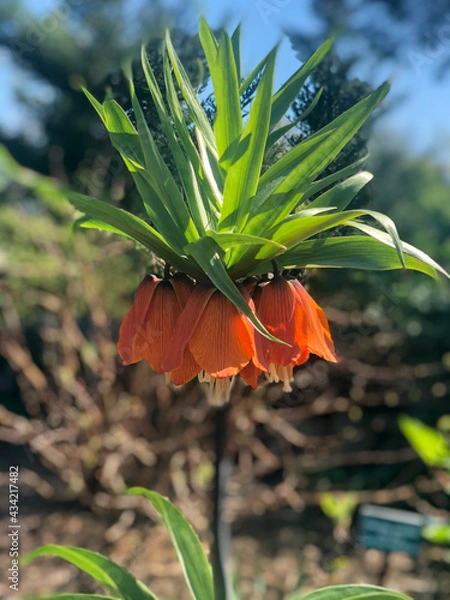Obraz Imperial crown flower 