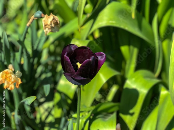 Obraz Dark purple flower 