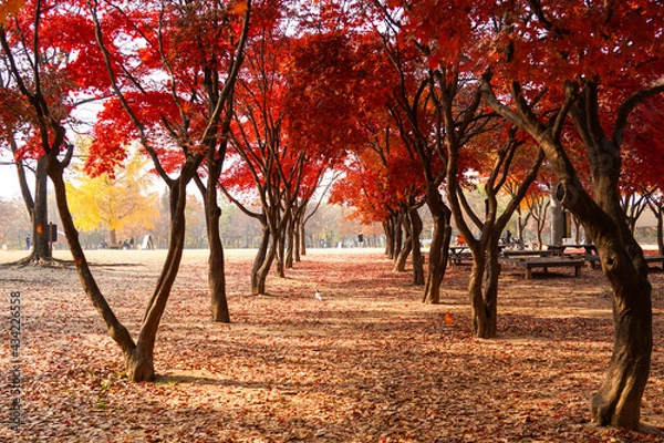 Obraz Seoul, South korea-November 2020:Red maple trees along the roads in fall season in Seoul Forest,South Korea