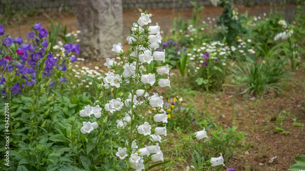 Fototapeta 白いフウリンソウの花
