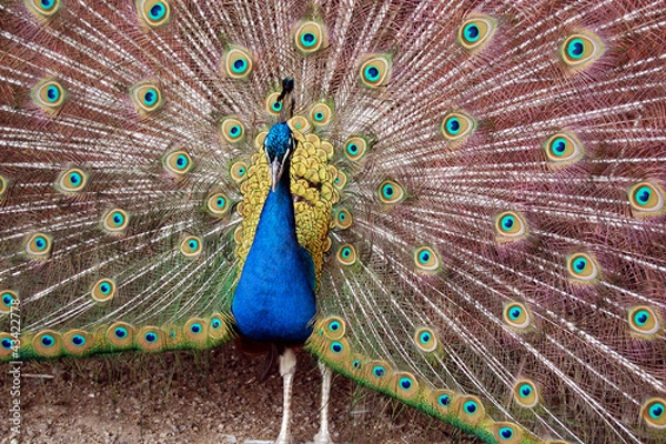 Obraz paw królewski