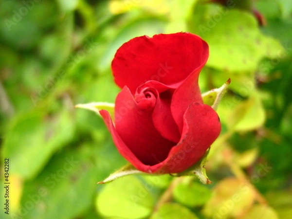 Fototapeta rote Rose