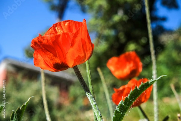 Obraz ボリビアのチチカカ湖に浮かぶ太陽の島に咲く花々
