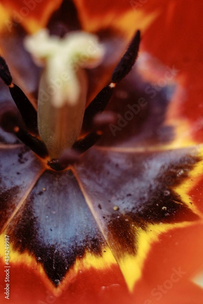 Obraz tulip macro