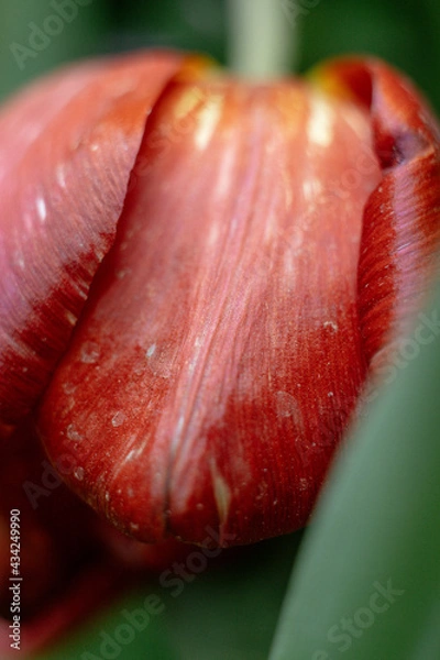 Obraz tulip macro