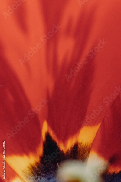 Obraz tulip macro