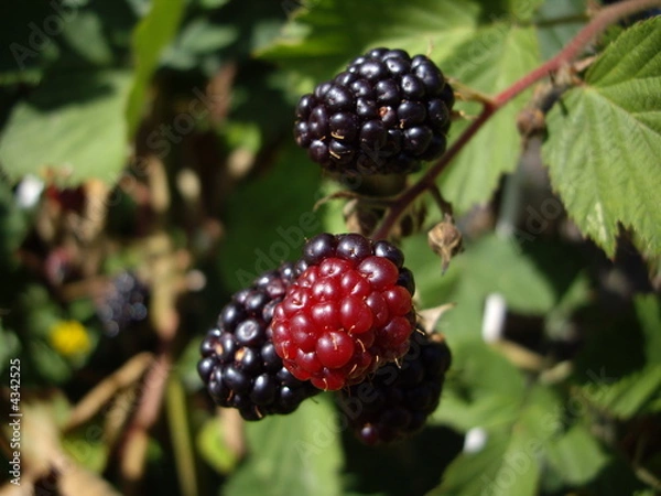 Fototapeta Brombeeren