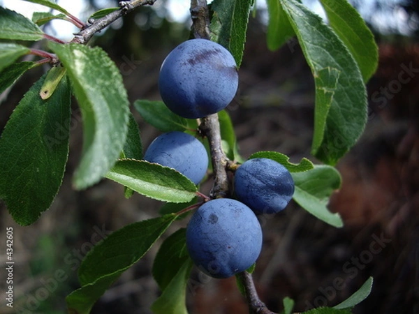 Fototapeta Pflaumen und Zwetschgen