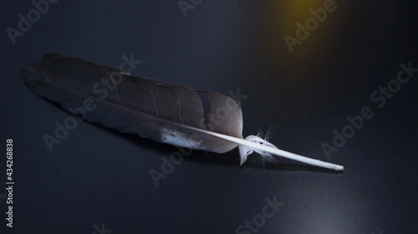 Fototapeta Black feather