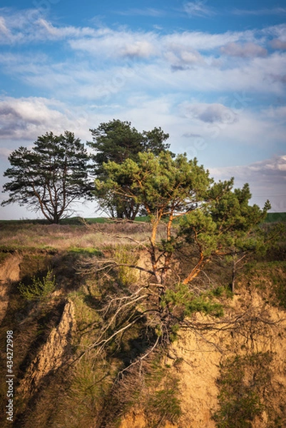 Obraz Pine trees on the hillside