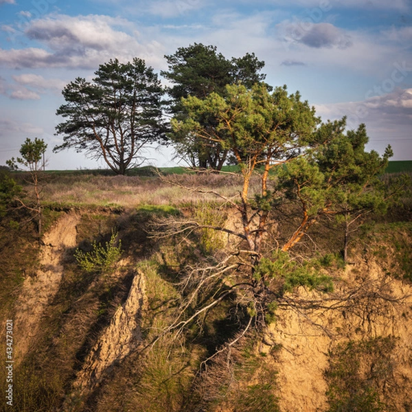 Obraz Pine trees on the hillside