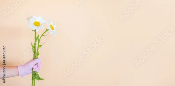 Fototapeta a hand in a rubber glove holds a bouquet of flowers on a light background. copy space