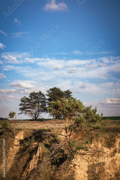 Obraz Pine trees on the hillside