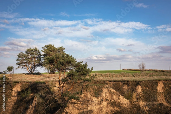 Obraz Pine trees on the hillside