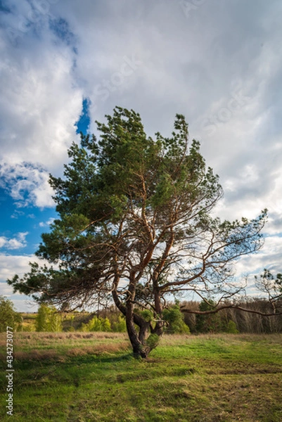 Obraz Lone pine tree in the steppe 