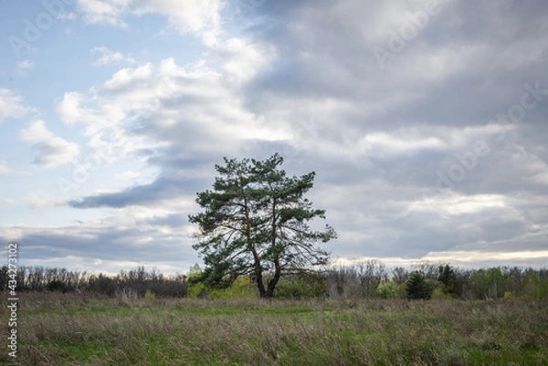 Obraz Lone pine tree in the steppe 