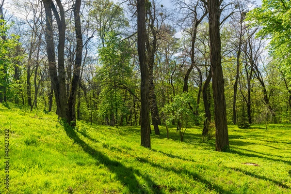 Obraz Trees in the forest