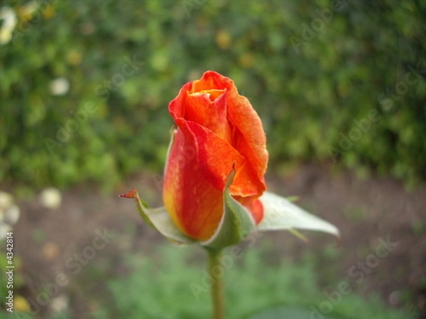 Fototapeta rote Rose