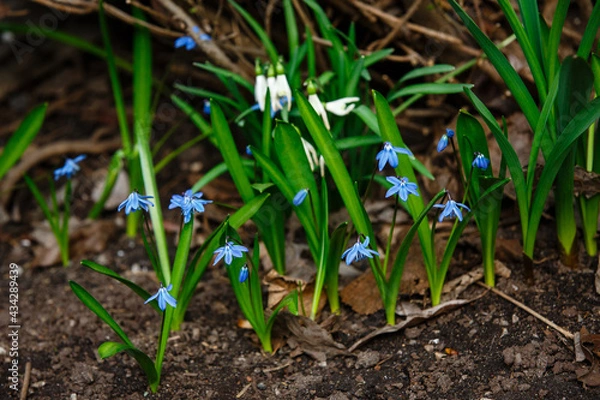 Obraz Blue and white first spring flowers. Early spring snowdrops and blue bells flowers are in full bloom in the forest or in the garden. Springtime backdrop.