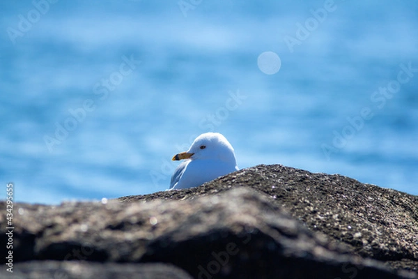 Obraz Seagull looking over a rock