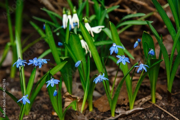 Fototapeta Springtime background. First spring flowers blue and white snowdrops  are in full bloom in the forest. Close up of petals