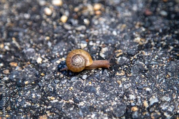 Obraz Snail on pavement