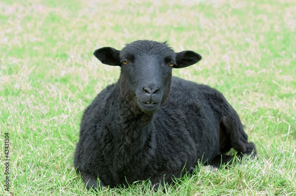 Obraz Beautiful black sheep