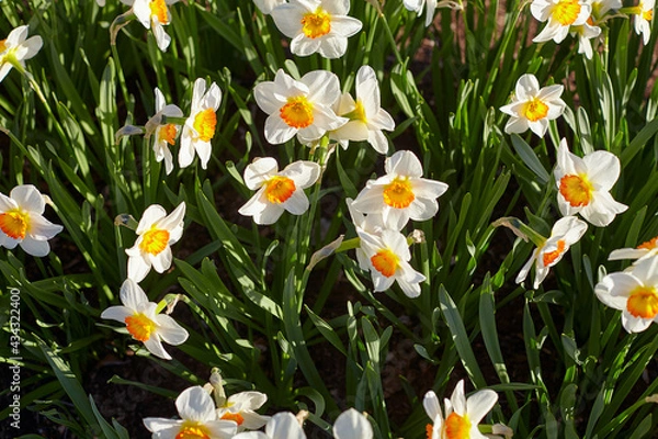 Fototapeta narcissus field in evening light