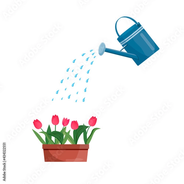 Fototapeta Vector blue watering can isolated on a white background. Gardening tools. Tulip are watered from a watering can.