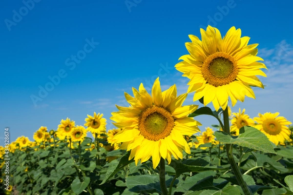 Fototapeta Sunflower field with cloudy blue sky
