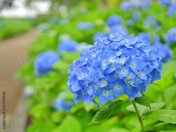 Fototapeta 紫陽花の道2