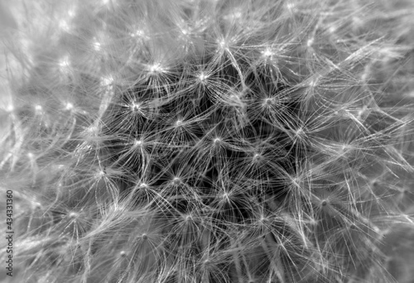 Fototapeta Dandelion Macro, close up