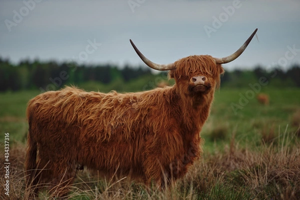 Obraz Highland cow with horns